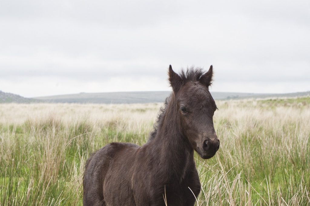 A dark brown foal standing in a tall grass field with a cloudy sky in the background.