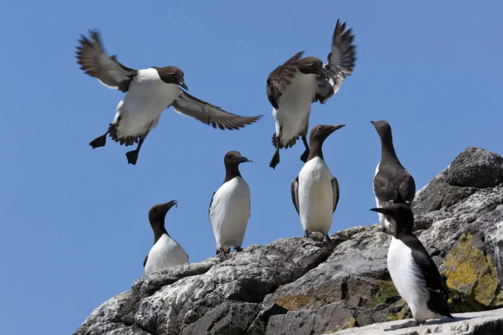 Two guillemots are flying above a rocky outcrop where five others are perched under a clear blue sky.