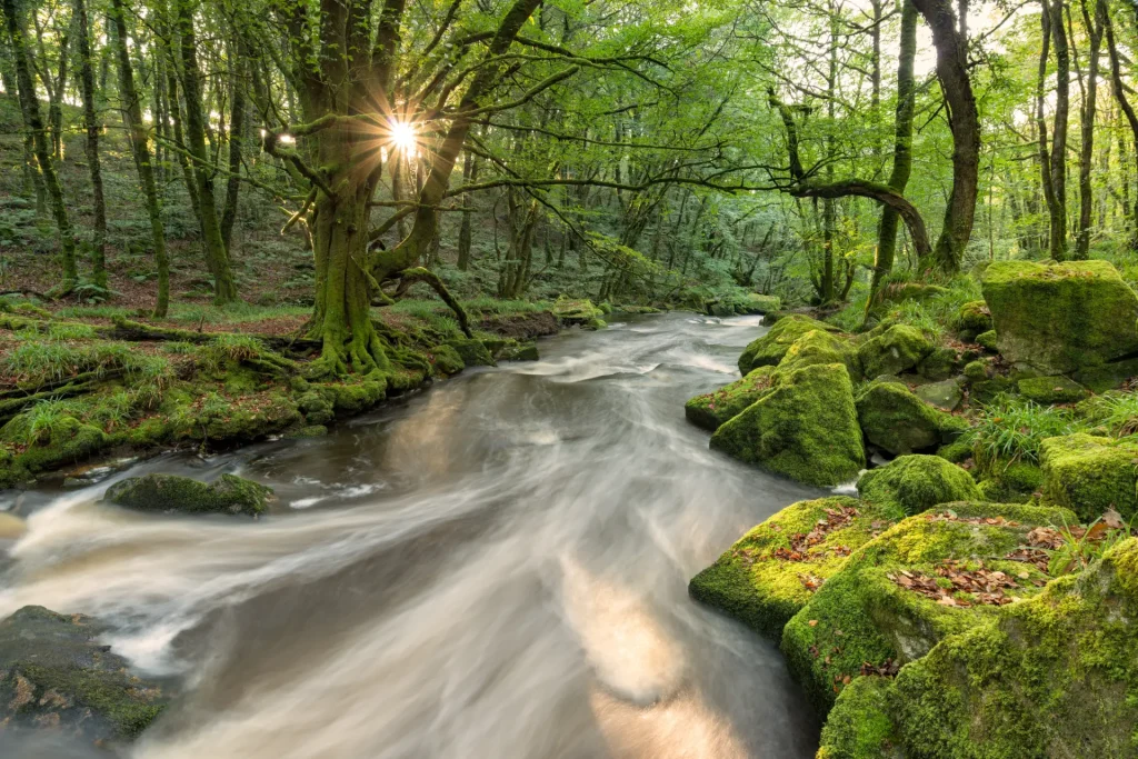 A serene forest stream flows swiftly over rocks, surrounded by lush green trees with moss-covered stones, under a dappled sunlight peeking through the leaves.