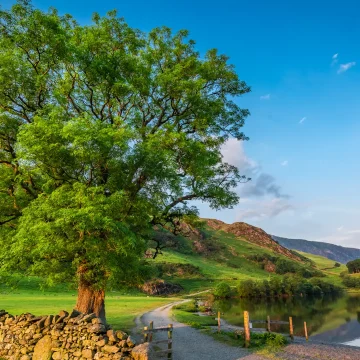 A serene landscape featuring a lush green tree beside a calm lake, with a stone wall running parallel to a dirt path, and gentle hills under a clear blue sky with wispy clouds.