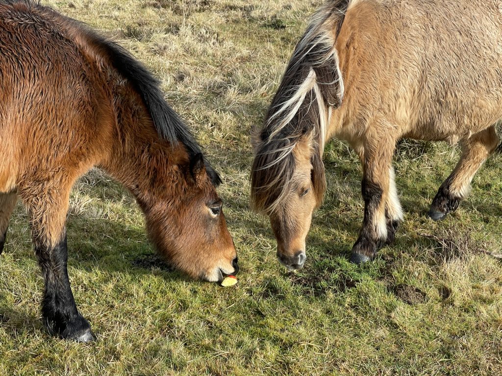 Two ponies, one dark brown and one beige, grazing on sparse grass, with one pony nibbling on a small visible apple piece.