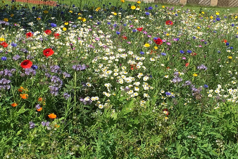 A vibrant wildflower meadow with an array of colorful blooms, including red poppies, blue cornflowers, and white daisies, blossoming under the sunlight.