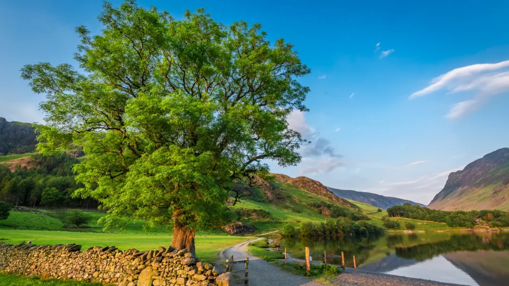 A serene landscape featuring a lush green tree beside a calm lake, with a stone wall running parallel to a dirt path, and gentle hills under a clear blue sky with wispy clouds.